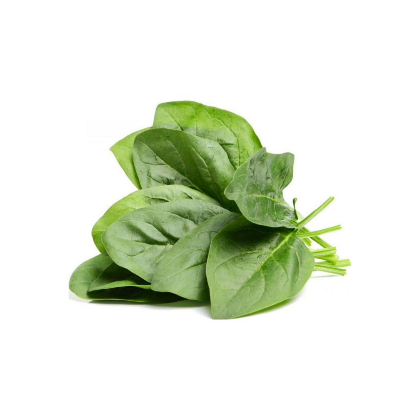 Spinach - Baby