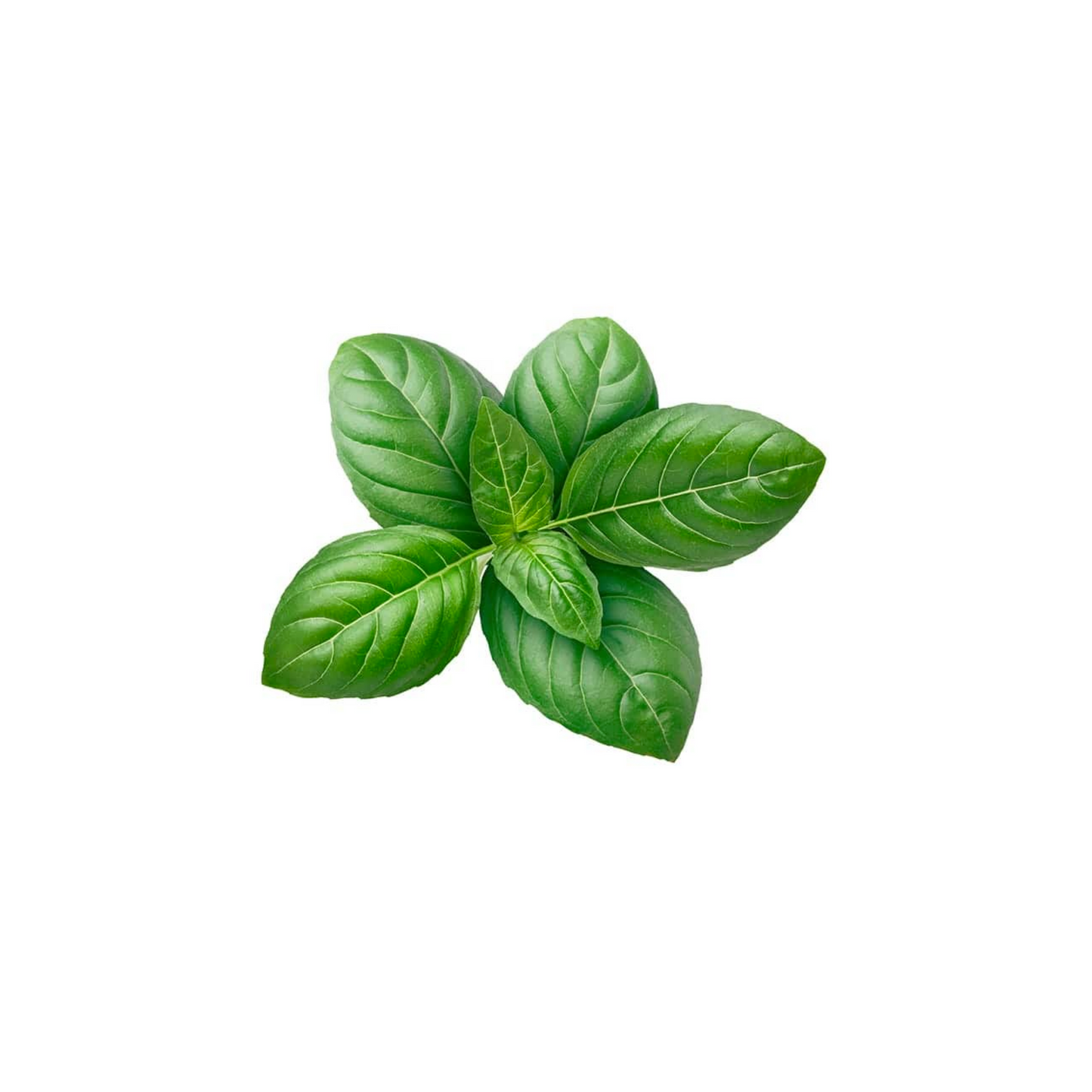 Basil