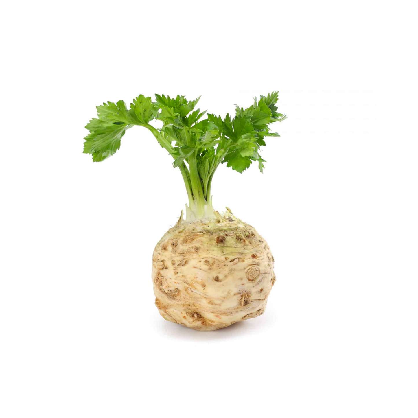Celeriac x 1