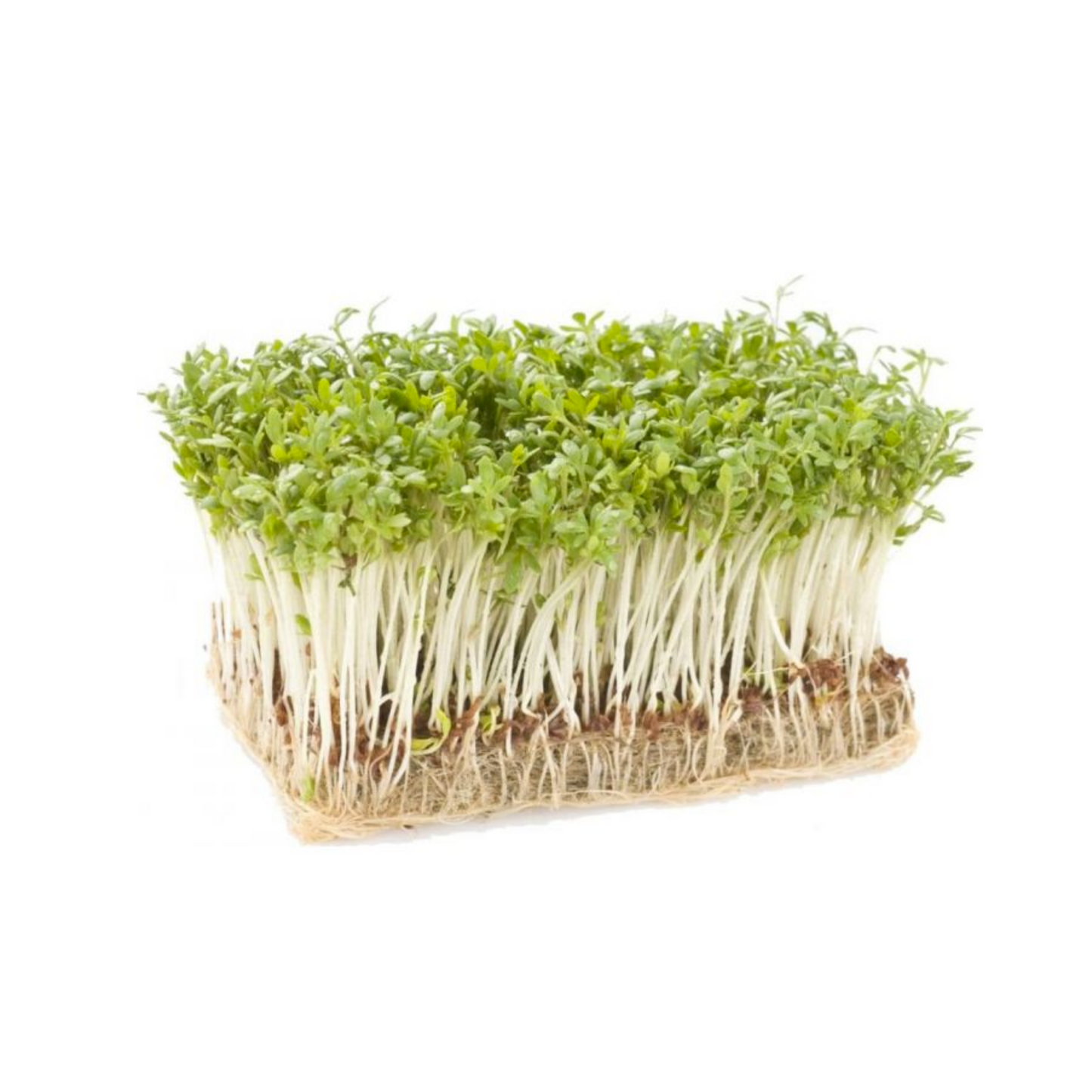 Cress