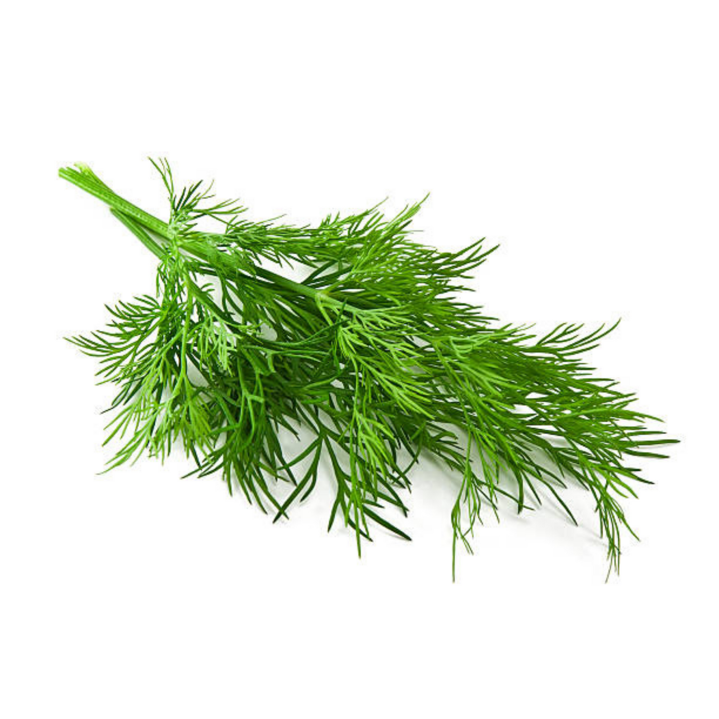 Dill