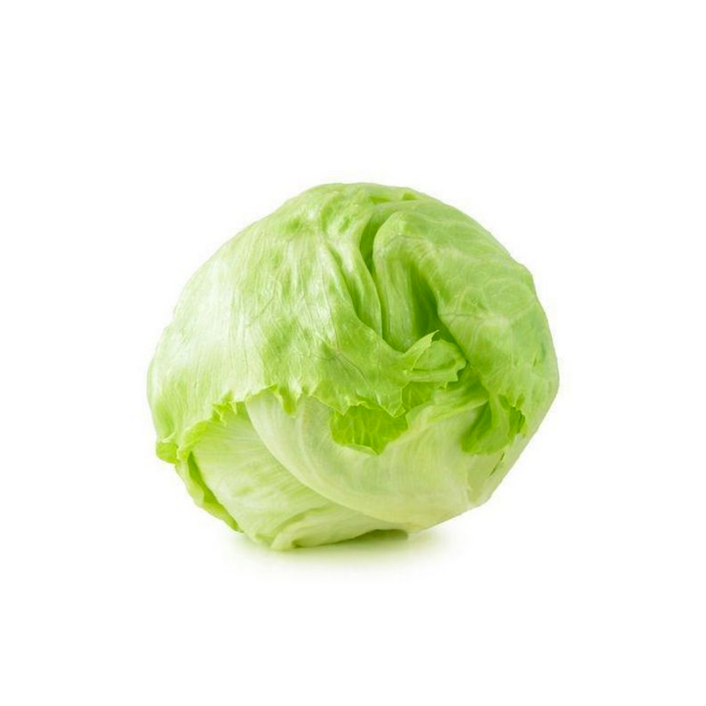 Lettuce - Iceberg