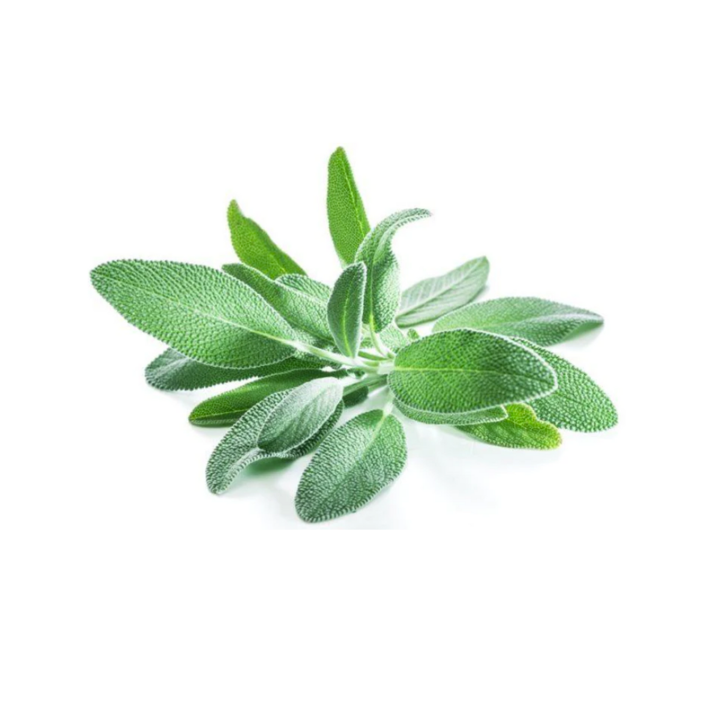 Sage