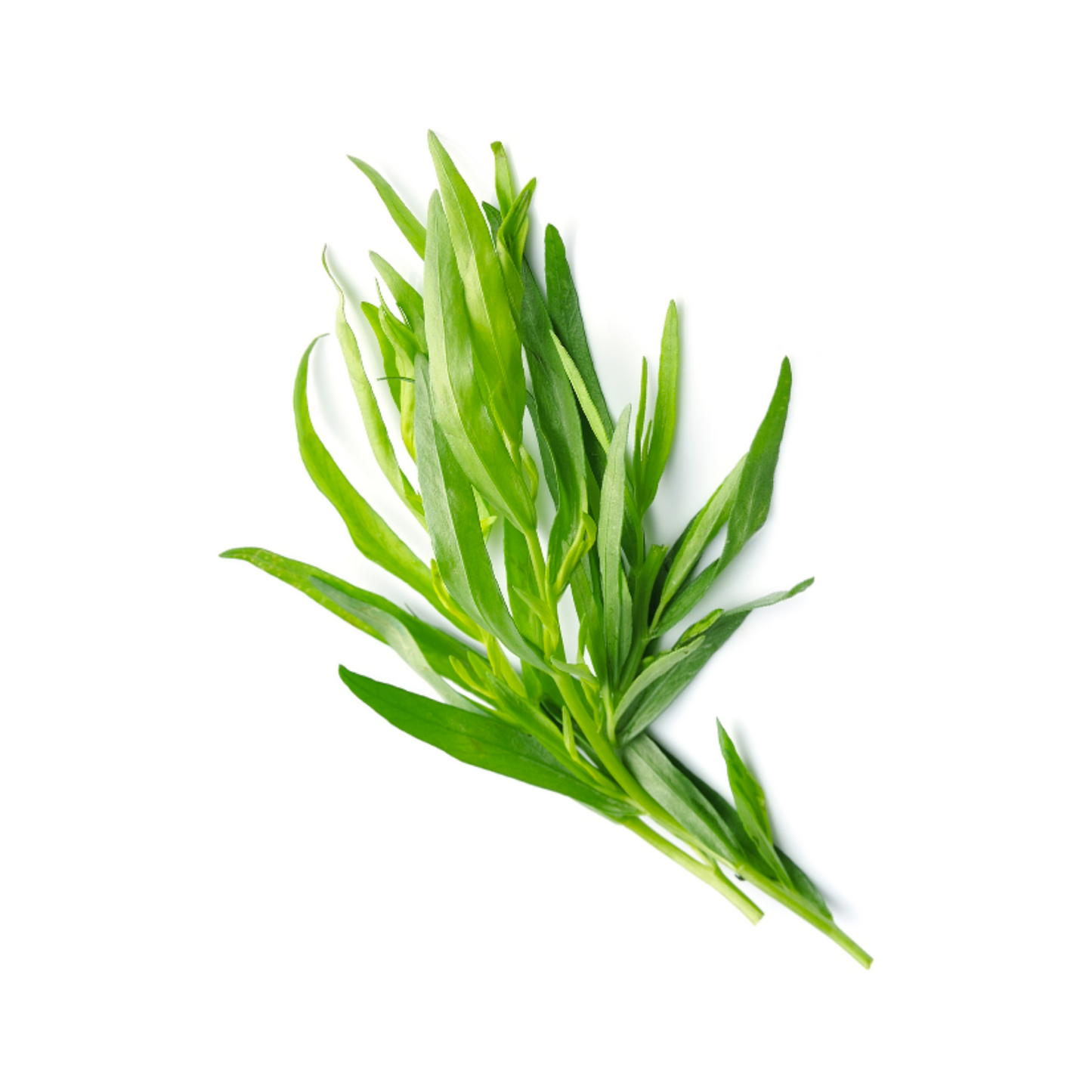 Tarragon