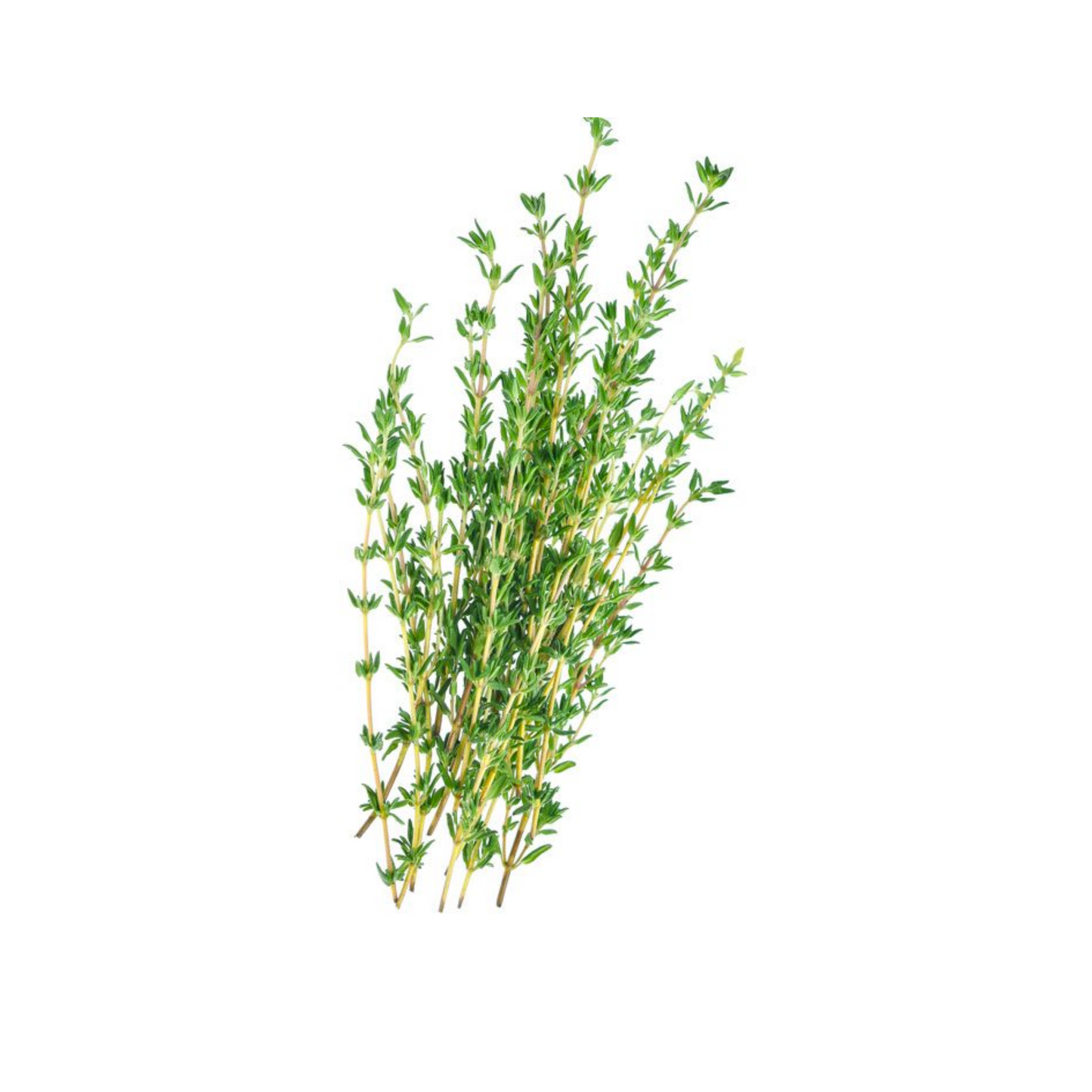 Thyme