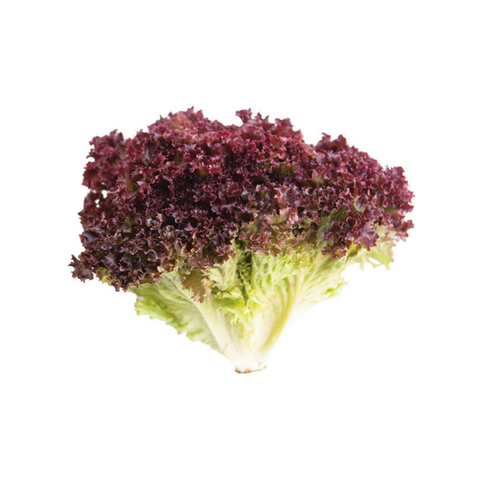 Lettuce - Lollo Rosso