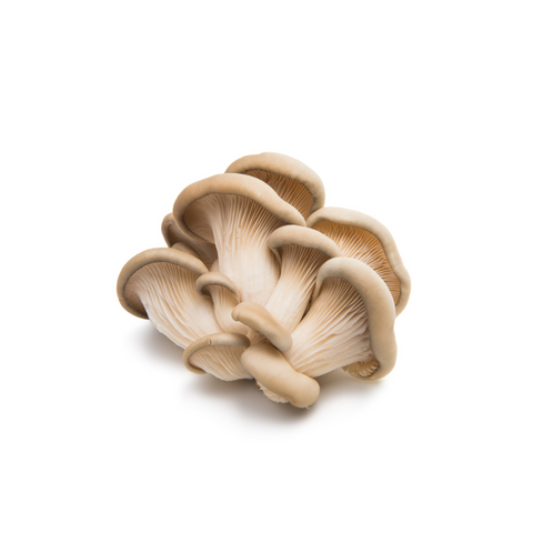 Mushrooms- Oyster  500g